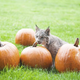 Illustration for article titled Canada Lynx Cub Celebrates Autumn by Nomming Pumpkins